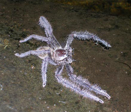 Holconia insignis