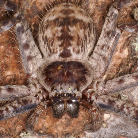 Holconia insignis