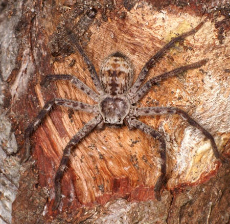 Holconia insignis