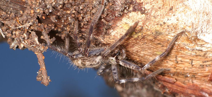 Holconia insignis
