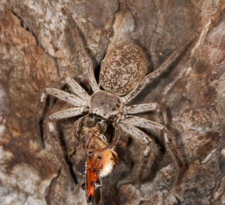 Huntsman 