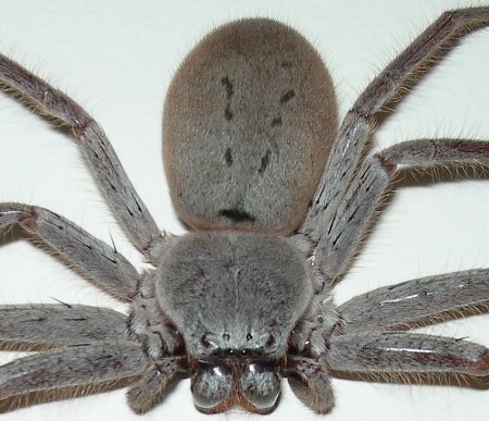 Isopeda vasta