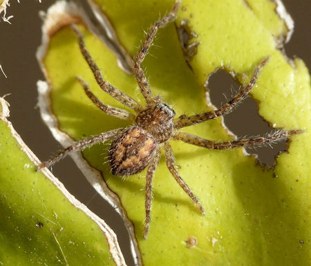 Isopedella victorialis