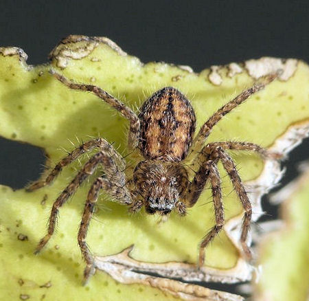 Isopedella victorialis