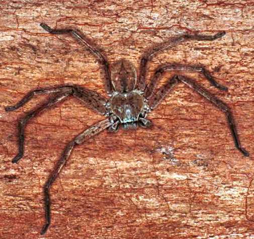Isopoda_ZZ074_RF0223