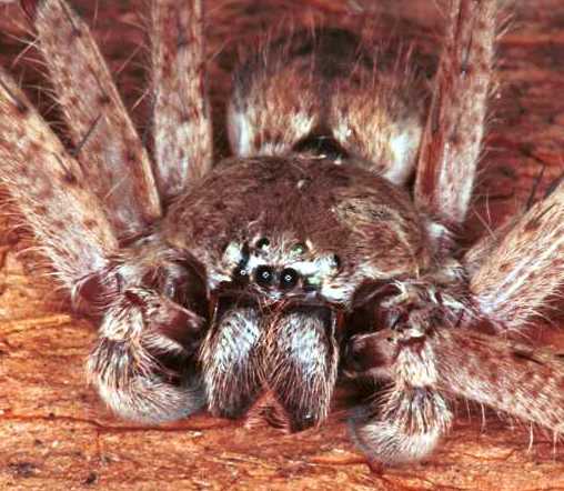 Isopoda_ZZ074_RF0225