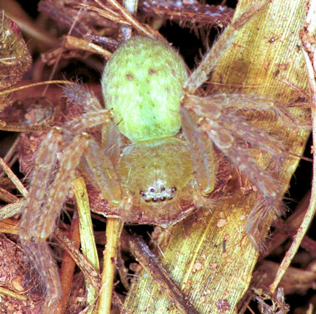 Neosparassus ZZ154