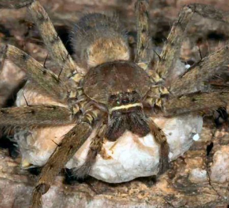 Neosparassus