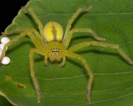 Neosparassus