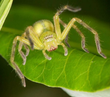 Neosparassus