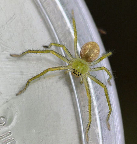 Typostola 