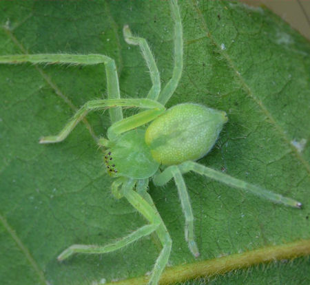 Neosparassus