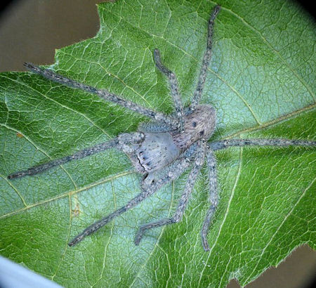 Neosparassus 