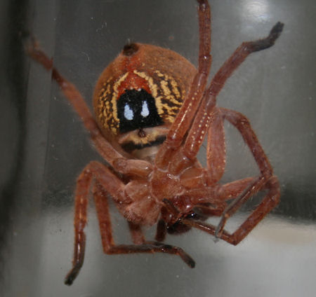 Neosparassus diana