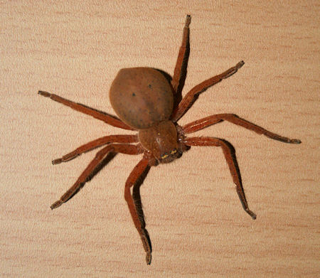Neosparassus diana