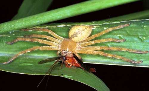 Neosparassus_salacius_F0655