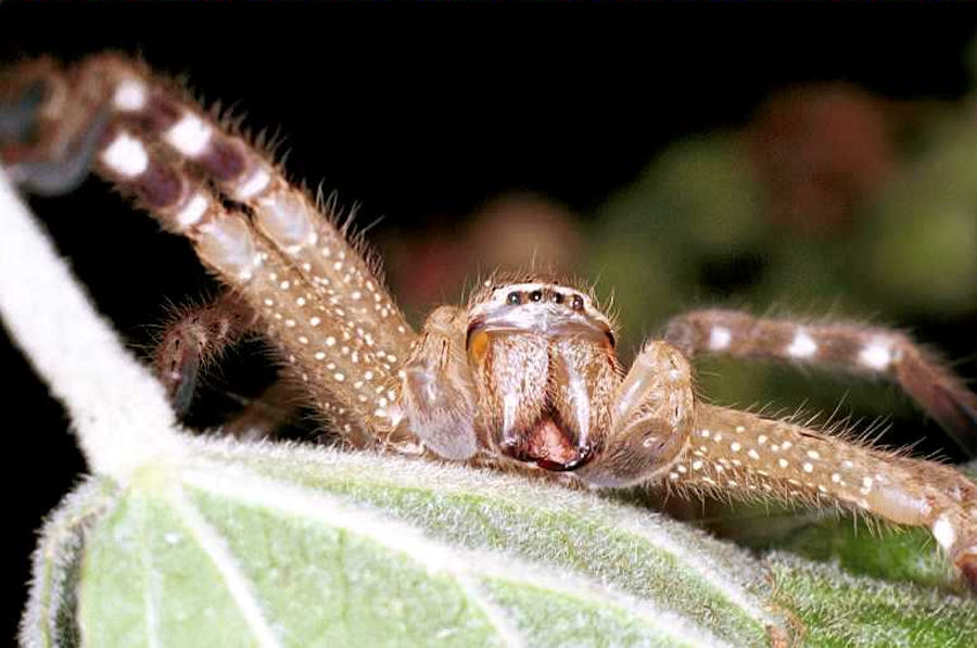 Neosparassus salacius