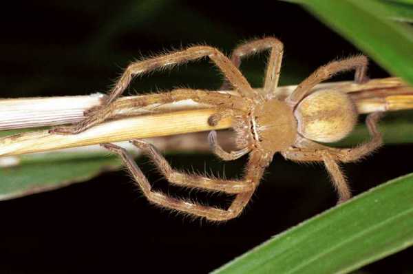 Neosparassus_salacius_F0704