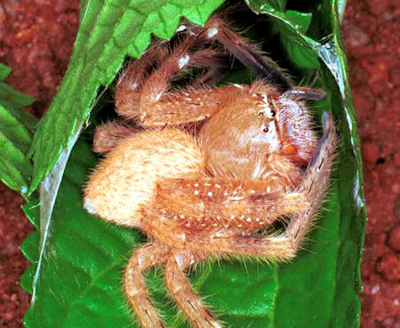 Neosparassus_salacius_RF0410