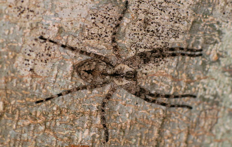 Pediana regina