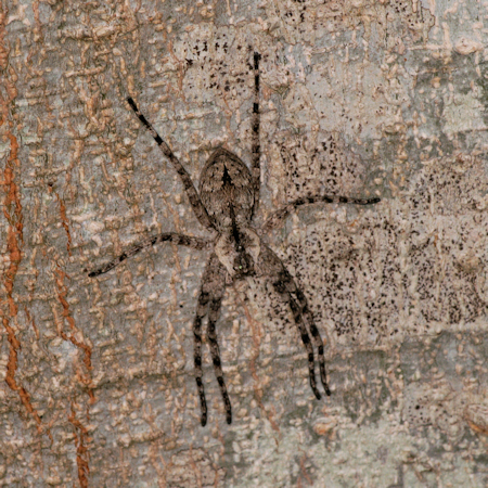 Isopedella victorialis