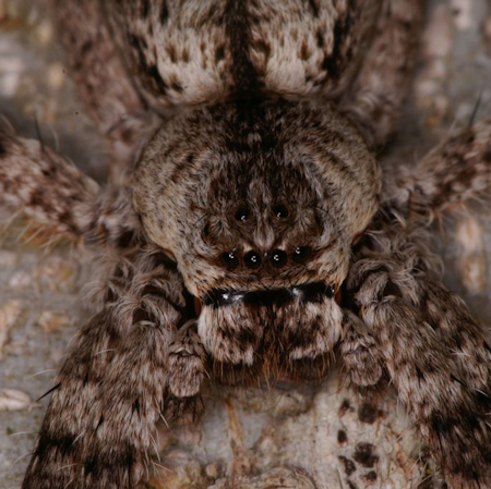Isopedella victorialis