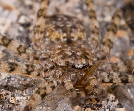 Selenops australiensis