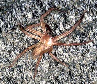 Huntsman ZZ147