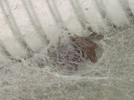 Bandumna sp.