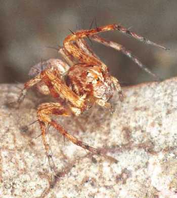 Oxyopes_ZZ102_F0587