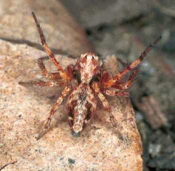 Oxyopes_ZZ102_F0588