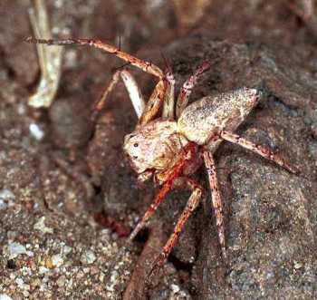 Oxyopes_ZZ103_F0603