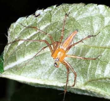 Oxyopes_ZZ104_RF0277