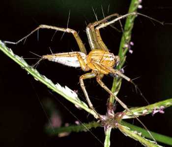 Oxyopes_ZZ105_F0661