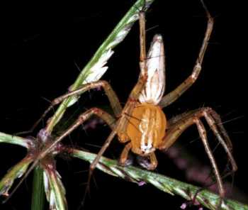 Oxyopes_ZZ105_RF0301