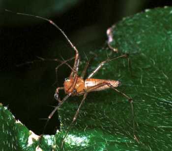 Oxyopes_ZZ106_RF0348