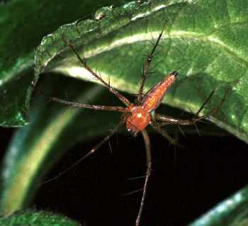 Oxyopes_ZZ106_RF0351