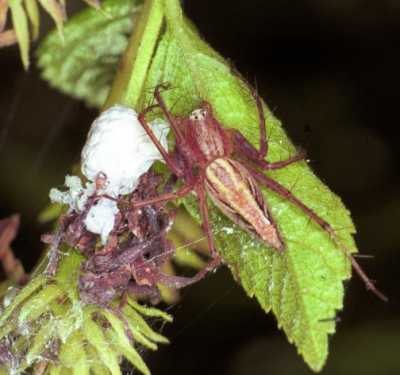 Oxyopes ZZ153