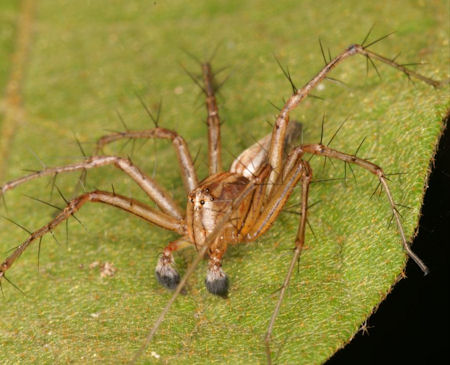 Oxyopes_ZZ109_F0834