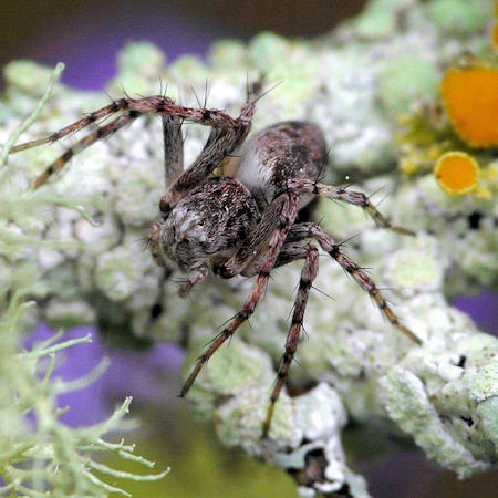 Oxyopes rubicundus?