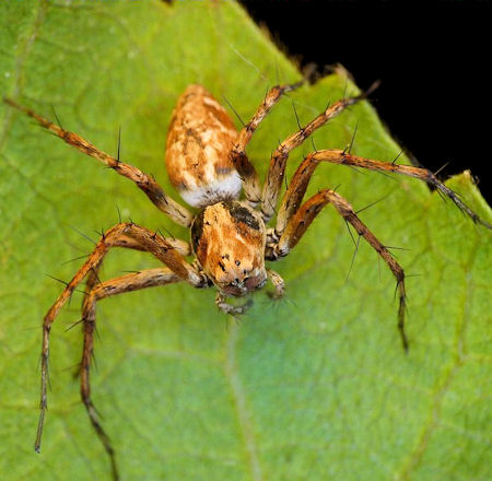 Oxyopes rubicundus
