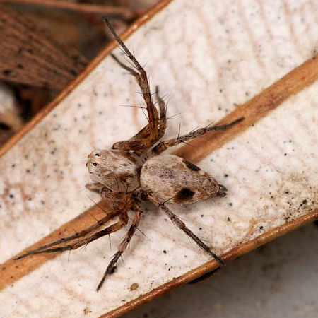 Oxyopes rubicundus