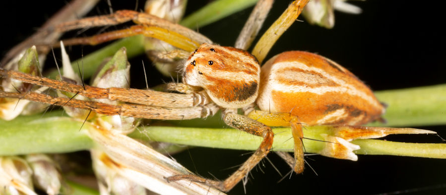 Oxyopes rubicundus