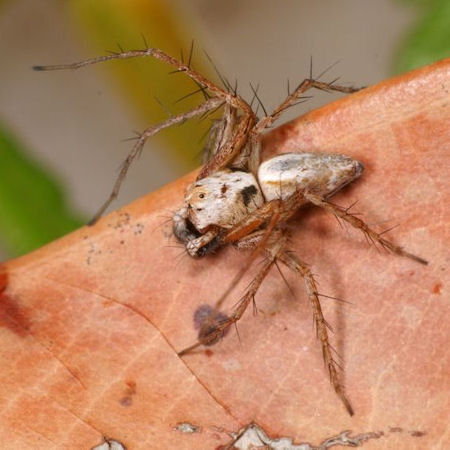 Oxyopes variabilis