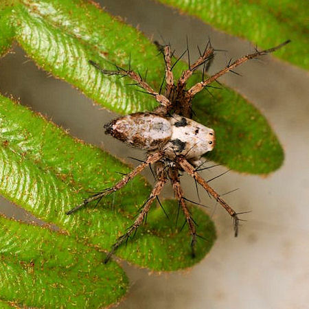 Oxyopes variabilis