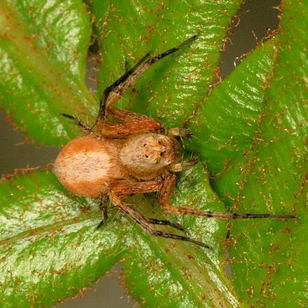 Oxyopes variabilis