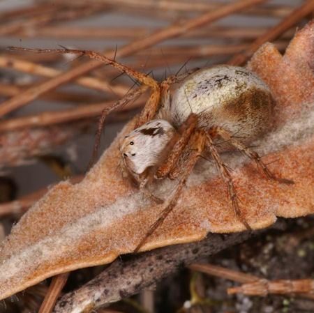 Oxyopes variabilis