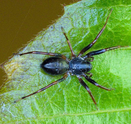 Battalus spinipes