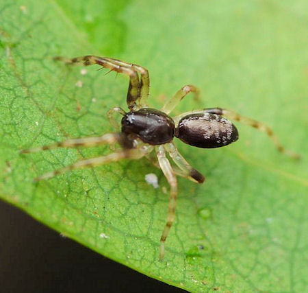 Battalus spinipes