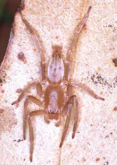 Clubiona ZZ143